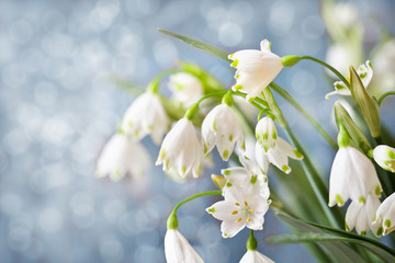 spring background. snowdrops Leucojum Vernum on a blue background. blurred focus. soft glow of the rays of light of the sun. place for text. copy space 