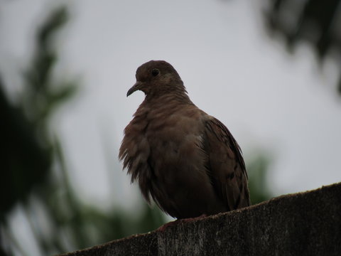 Little pigeon on the wall. Brazilian bird rolinha caldo-de-feij&atilde;o.