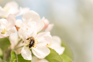 Honey bee is collecting pollen on a beautiful blossoming apple tree against blurred background