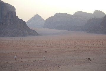 Fototapeta na wymiar sunrise scenery with red sand desert and camel in Wadi Rordan. Middle East. UNESCO World Heritage Site and is known as The Valley of the Moon.