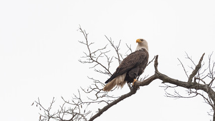 An American Bald Eagle perched in a tree.