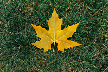 autumn leaves on black background
