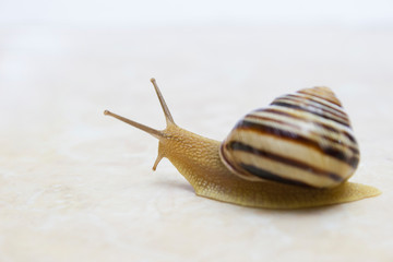 Snail close-up - studio shot, biology, wild life, male, food