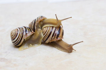 Three snail close-up - studio shot, biology, wild life, male, food