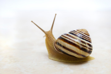 Snail close-up - studio shot, biology, wild life, male, food