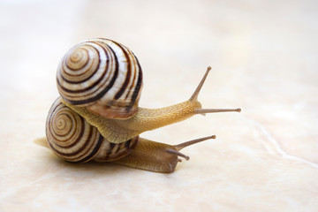 Two snail grape close-up - studio shot, biology, wild life