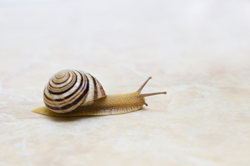 Snail close-up - studio shot, biology, wild life, male, food