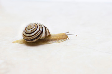 Snail close-up - studio shot, biology, wild life, male, food