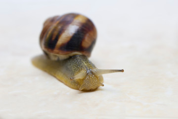 Grape snail close-up - studio shot, biology, wild life, male, food