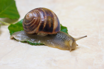 Grape snail close-up - studio shot, biology, wild life, male, food
