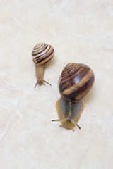 Two snail grape close-up - studio shot, biology, wild life