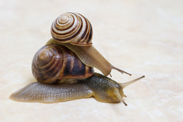 Two snail grape close-up - studio shot, biology, wild life