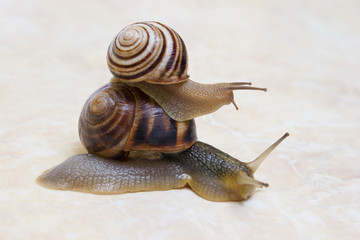 Two snail grape close-up - studio shot, biology, wild life