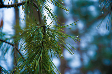 raindrops on pine needles close up. Water drops on pine needles