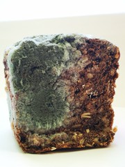 a piece of spoiled bread