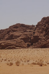 desert in wadi rum jordan