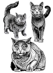 Graphical hand-drawn  set of cats isolated on white background,jpg illustration