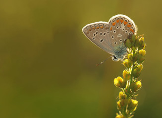 Butterfly Common Blue sitting on a blade of grass in a meadow or in a park with wings in the evening light at sunset. Wild nature with a colorful Polyomathus icarus sitting in summer on a flower.