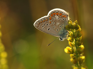 Butterfly Common Blue sitting on a blade of grass in a meadow or in a park with wings in the evening light at sunset. Wild nature with a colorful Polyomathus icarus sitting in summer on a flower.
