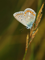 Butterfly Common Blue sitting on a blade of grass in a meadow or in a park with wings in the evening light at sunset. Wild nature with a colorful Polyomathus icarus sitting in summer on a flower.