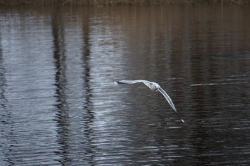 seagull on water