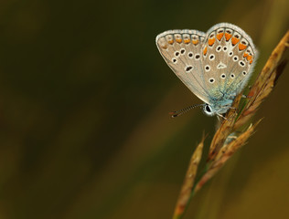Butterfly Common Blue sitting on a blade of grass in a meadow or in a park with wings in the evening light at sunset. Wild nature with a colorful Polyomathus icarus sitting in summer on a flower.