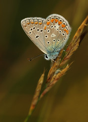 Obraz na płótnie Canvas Butterfly Common Blue sitting on a blade of grass in a meadow or in a park with wings in the evening light at sunset. Wild nature with a colorful Polyomathus icarus sitting in summer on a flower.