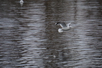seagull on water
