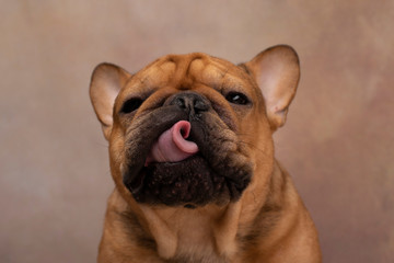 portrait of french bulldog on a light background