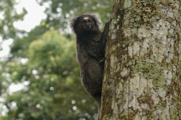 Mono en árbol de la selva