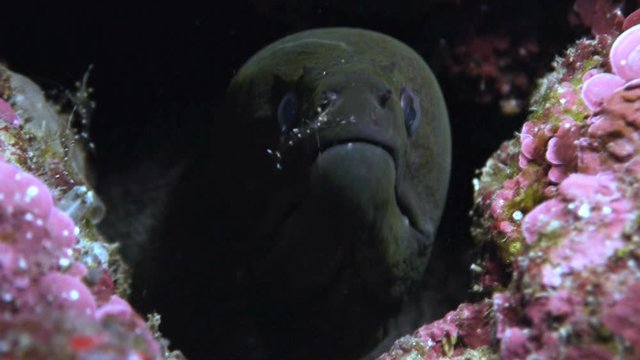 Moray eel with cleaning shrimp
