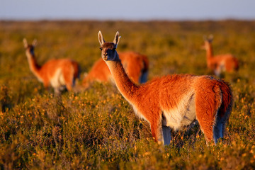 Group of guanacos in the patagonian steppe of the Valdes Peninsula at sunset, Argentina