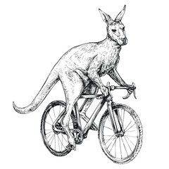 Kangaroo symbol of Australia rides a bicycle engraving style vector