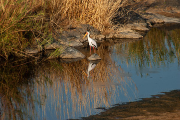 Yellow Billed Stork at the Rivers Edge