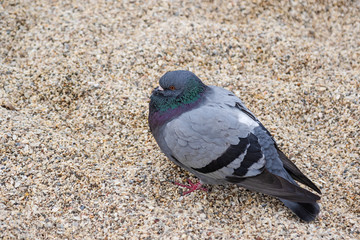gray pigeon on the sea shore  without people on a cold day