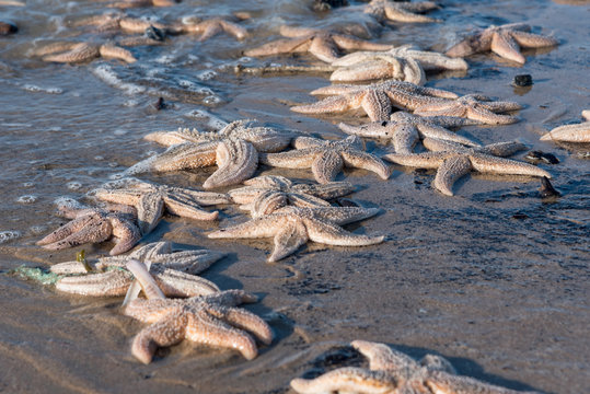 Large group of starfish on a sunny beach