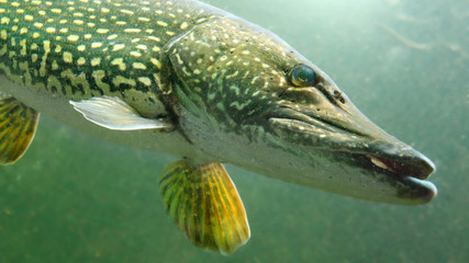 The Northern Pike - Esox Lucius. Underwater photo of giant fish from freshwater lake. Animals and...