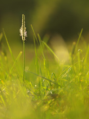 Flower Ribwort plantain herbaceous perennial of medical plant in grass on meadow near forest with green leaves and stem at sunset. Blooming spring flower Plantago Lanceolata on garden