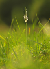 Flower Ribwort plantain herbaceous perennial of medical plant in grass on meadow near forest with green leaves and stem at sunset. Blooming spring flower Plantago Lanceolata on garden