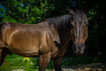 Adult chestnut brown horse looking towards the camera