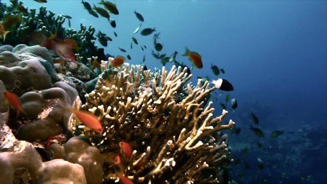Sea goldies at fire coral