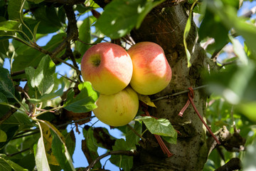Three ripe apples haning in orchard