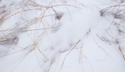 blades of dry grass in snow