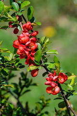 Close up delicate red flowers of Chaenomeles japonica shrub, commonly known as Japanese quince or Maule's quince in a sunny spring garden, beautiful Japanese  blossoms floral background, sakura