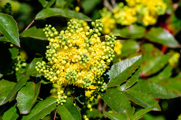 Many small yellow blooms and flowers of Mahonia aquifolium and green leaves on shrubs, in a garden in a sunny spring day, beautiful outdoor floral background photographed with soft focus