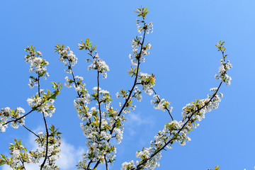 Close up of a branch with white cherry tree flowers in full bloom towards clear blue sky in a garden in a sunny spring day, beautiful Japanese cherry blossoms floral background, sakura