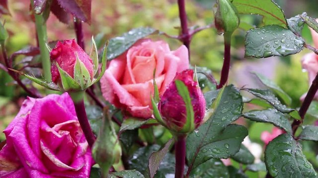 Beautiful red roses and buds in the garden in the rain. Raindrops on foxes of rose bushes
