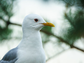 Portrait of a common gull (Larus canus)