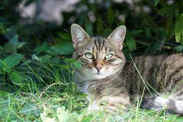Gray cat sits in the grass and waits for prey or what is coming