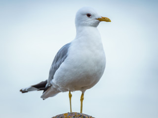 Naklejka premium Portrait of a common gull (Larus canus)